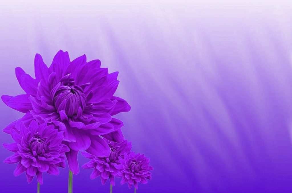 purple colour