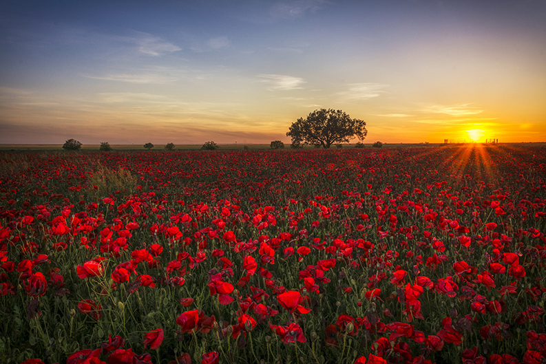 field of poppy flowers with sunset